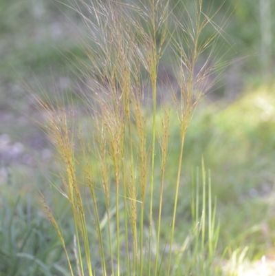 Austrostipa scabra (Corkscrew Grass, Slender Speargrass) at Wamboin, NSW - 20 Oct 2020 by natureguy
