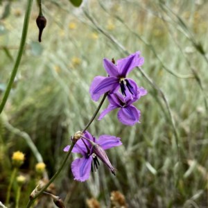 Arthropodium fimbriatum at Jerrabomberra, NSW - 21 Dec 2020