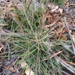 Chloris truncata (Windmill Grass) at Hughes, ACT - 21 Dec 2020 by KL