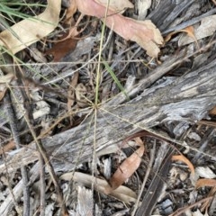 Chloris truncata at Hughes, ACT - 21 Dec 2020 03:23 PM