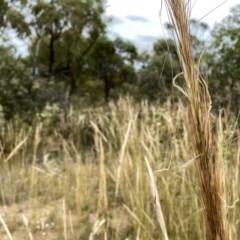 Austrostipa densiflora (Foxtail Speargrass) at Jerrabomberra, NSW - 21 Dec 2020 by Wandiyali