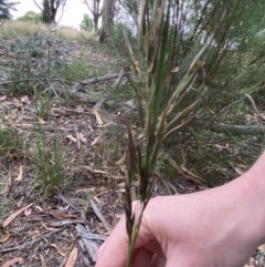 Rytidosperma sp. (Wallaby Grass) at Hughes, ACT - 21 Dec 2020 by KL