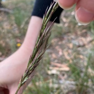 Rytidosperma sp. at Hughes, ACT - 21 Dec 2020