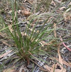 Rytidosperma sp. at Hughes, ACT - 21 Dec 2020