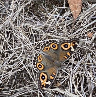 Junonia villida (Meadow Argus) at Hughes, ACT - 21 Dec 2020 by KL