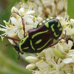 Eupoecila australasiae (Fiddler Beetle) at Brogo, NSW - 21 Dec 2020 by KylieWaldon