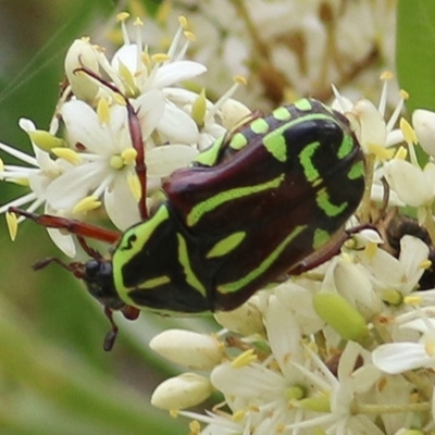 Eupoecila australasiae (Fiddler Beetle) at Brogo, NSW - 20 Dec 2020 by Kyliegw