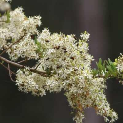 Bursaria spinosa subsp. lasiophylla (Australian Blackthorn) at Brogo, NSW - 21 Dec 2020 by KylieWaldon