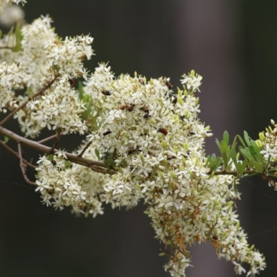 Bursaria spinosa subsp. lasiophylla (Australian Blackthorn) at Brogo, NSW - 20 Dec 2020 by Kyliegw