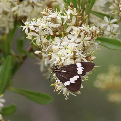 Nyctemera amicus (Senecio Moth, Magpie Moth, Cineraria Moth) at Brogo, NSW - 20 Dec 2020 by Kyliegw