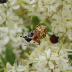 Araneus sp. (genus) (Orb weaver) at Brogo, NSW - 21 Dec 2020 by KylieWaldon