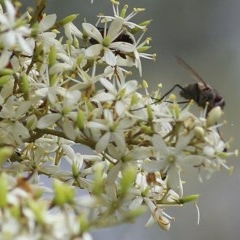 Tachinidae (family) (Unidentified Bristle fly) at Brogo, NSW - 20 Dec 2020 by Kyliegw