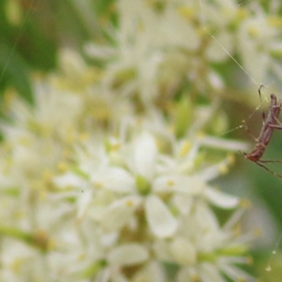 Cerambycidae (family) (Longhorn beetle) at Brogo, NSW - 21 Dec 2020 by KylieWaldon