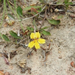 Goodenia hederacea subsp. hederacea at Kambah, ACT - 21 Dec 2020