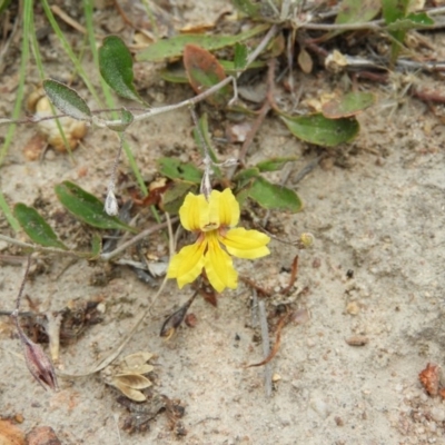 Goodenia hederacea subsp. hederacea (Ivy Goodenia, Forest Goodenia) at Kambah, ACT - 21 Dec 2020 by MatthewFrawley