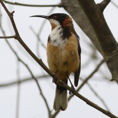 Acanthorhynchus tenuirostris (Eastern Spinebill) at Brogo, NSW - 20 Dec 2020 by Kyliegw