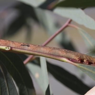 Geometridae (family) IMMATURE at Acton, ACT - 18 Dec 2020 by AlisonMilton