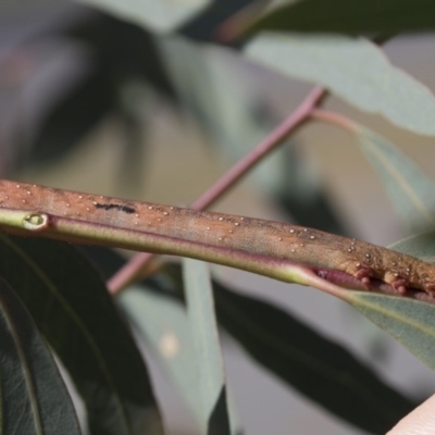 Geometridae (family) IMMATURE (Unidentified IMMATURE Geometer moths) at Acton, ACT - 18 Dec 2020 by AlisonMilton