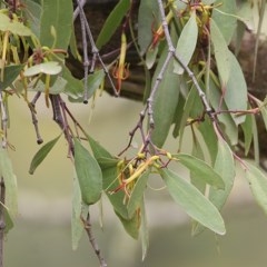 Muellerina eucalyptoides (Creeping Mistletoe) at Brogo, NSW - 20 Dec 2020 by Kyliegw