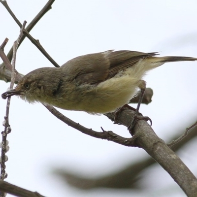 Acanthiza reguloides (Buff-rumped Thornbill) at Brogo, NSW - 21 Dec 2020 by KylieWaldon