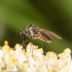 Geron sp. (genus) (Slender Bee Fly) at Bruce, ACT - 21 Dec 2020 by Roger