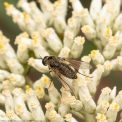 Geron sp. (genus) at Bruce, ACT - 21 Dec 2020