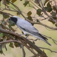 Coracina novaehollandiae (Black-faced Cuckooshrike) at Brogo, NSW - 20 Dec 2020 by Kyliegw