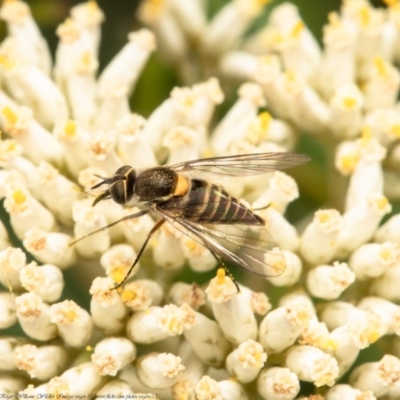 Australiphthiria hilaris (Slender Bee Fly) at Bruce, ACT - 21 Dec 2020 by Roger