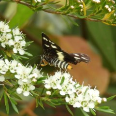 Cruria donowani at Kambah, ACT - 21 Dec 2020 02:31 PM