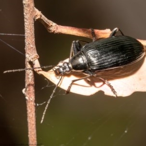 Tanychilus sp. (genus) at Bruce, ACT - 21 Dec 2020