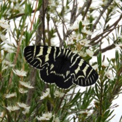 Comocrus behri (Mistletoe Day Moth) at Kambah, ACT - 21 Dec 2020 by MatthewFrawley