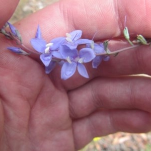 Veronica perfoliata at Bruce, ACT - 17 Dec 2020