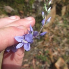 Veronica perfoliata at Bruce, ACT - 17 Dec 2020