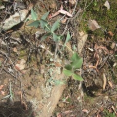 Veronica perfoliata at Bruce, ACT - 17 Dec 2020