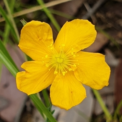 Hypericum gramineum (Small St Johns Wort) at Mount Painter - 29 Nov 2020 by drakes