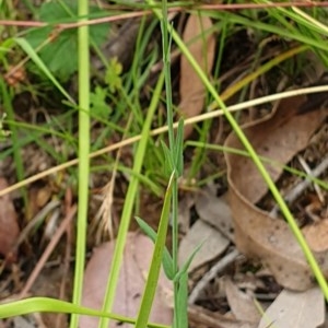 Hypericum gramineum at Cook, ACT - 30 Nov 2020