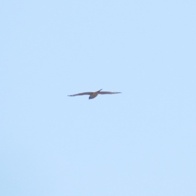 Accipiter fasciatus/cirrocephalus (Brown Goshawk/Collared Sparrowhawk) at Frogmore, NSW - 20 Dec 2020 by b