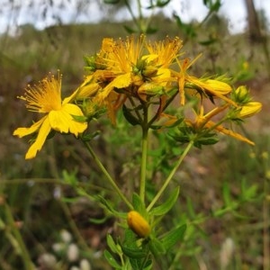 Hypericum perforatum at Cook, ACT - 24 Nov 2020 09:01 AM