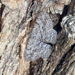 Psilosticha absorpta (Fine-waved Bark Moth) at Griffith, ACT - 17 Dec 2020 by AlexKirk