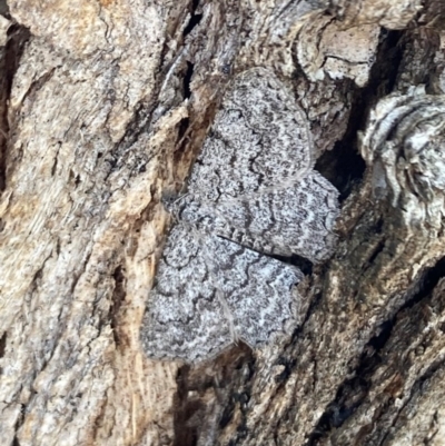 Psilosticha absorpta (Fine-waved Bark Moth) at Griffith, ACT - 16 Dec 2020 by AlexKirk