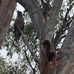 Callocephalon fimbriatum at Garran, ACT - suppressed