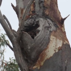 Callocephalon fimbriatum at Garran, ACT - suppressed