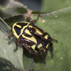 Eupoecila australasiae (Fiddler Beetle) at Higgins, ACT - 19 Dec 2020 by AlisonMilton