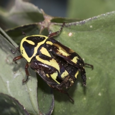 Eupoecila australasiae (Fiddler Beetle) at Higgins, ACT - 19 Dec 2020 by AlisonMilton