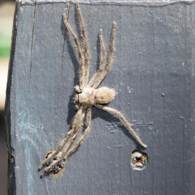 Sparassidae (family) (A Huntsman Spider) at Higgins, ACT - 20 Dec 2020 by AlisonMilton