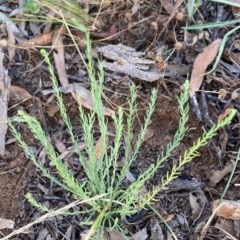 Rhodanthe anthemoides (Chamomile Sunray) at Griffith, ACT - 21 Dec 2020 by AlexKirk