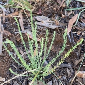 Rhodanthe anthemoides at Griffith, ACT - 21 Dec 2020