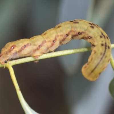 Geometridae (family) IMMATURE (Unidentified IMMATURE Geometer moths) at Acton, ACT - 17 Dec 2020 by AlisonMilton