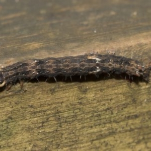 Lepidoptera unclassified IMMATURE at Acton, ACT - 18 Dec 2020 11:59 AM