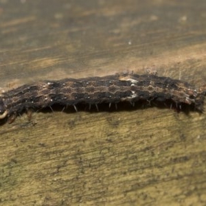 Dasypodia selenophora at Acton, ACT - 18 Dec 2020 11:59 AM